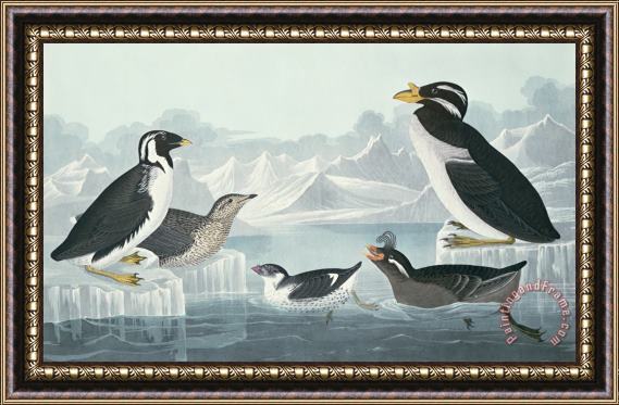 John James Audubon Guillemots and Auks Framed Print