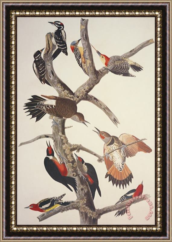 John James Audubon Hairy Woodpecker Framed Painting