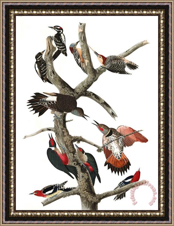 John James Audubon Hairy Woodpecker, Red Bellied Woodpecker, Red Shafted Woodpecker, Lewis' Woodpecker, Red Breasted Woodpecker Framed Painting