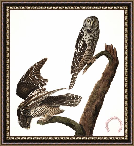 John James Audubon Hawk Owl Framed Painting