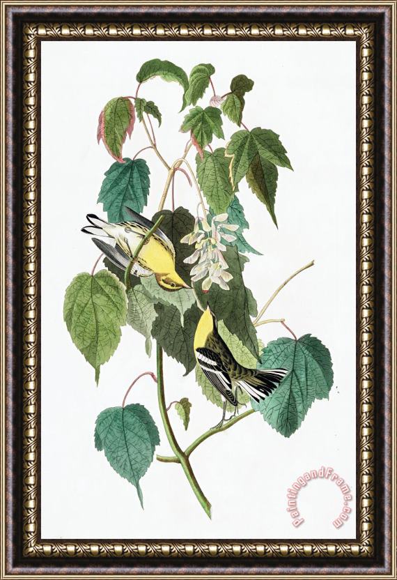 John James Audubon Hemlock Warbler Framed Painting