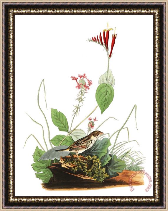 John James Audubon Henslow's Bunting Framed Painting