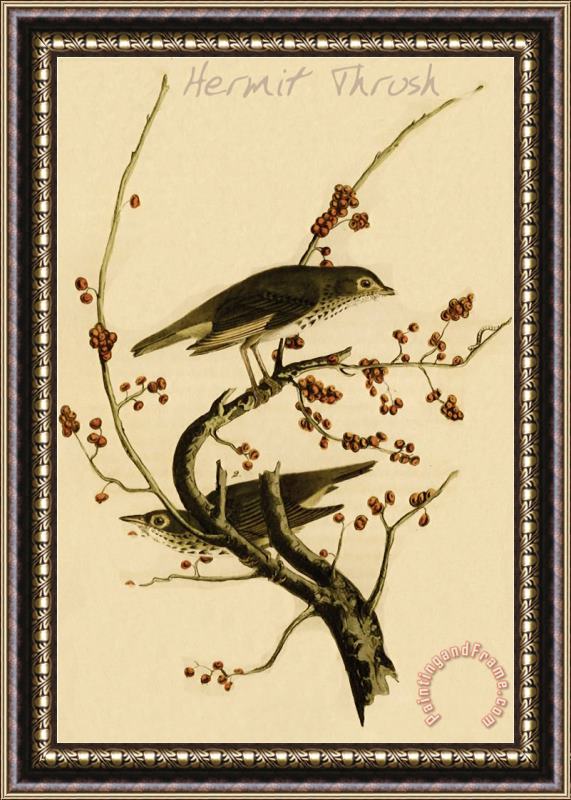 John James Audubon Hermit Thrush Framed Print