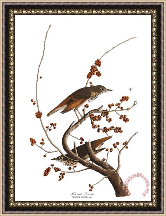 John James Audubon Hermit Thrush Framed Print