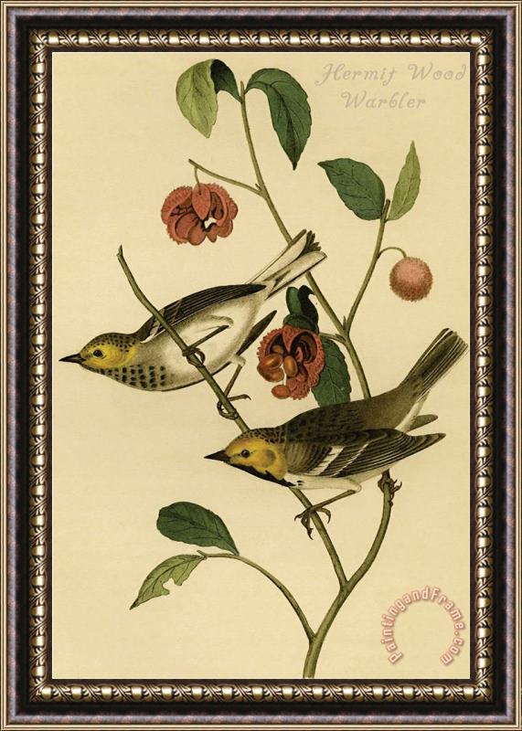 John James Audubon Hermit Wood Warbler Framed Painting