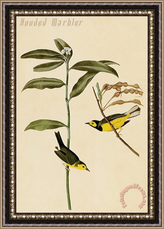 John James Audubon Hooded Warbler Framed Painting