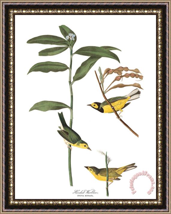 John James Audubon Hooded Warbler Framed Print