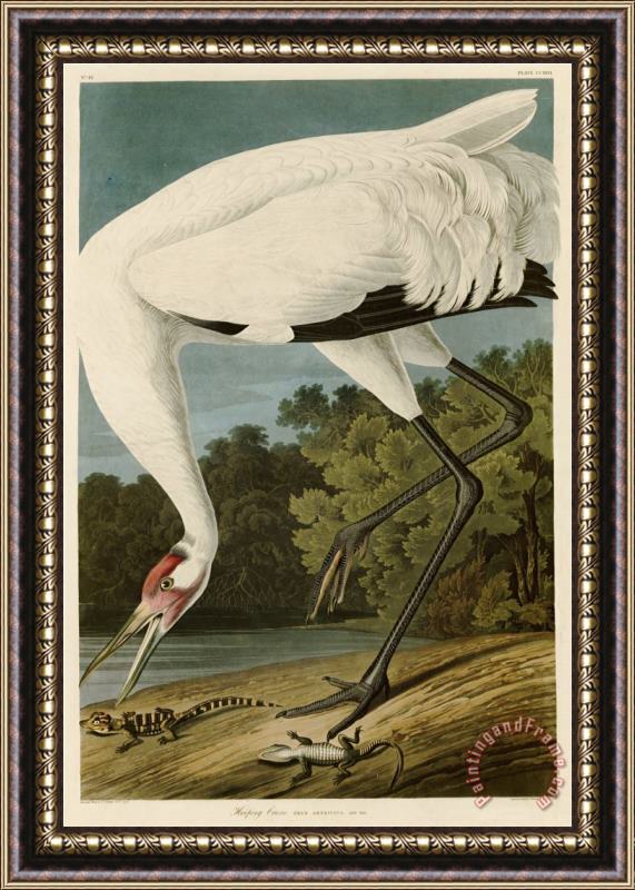 John James Audubon Hooping Crane Framed Print