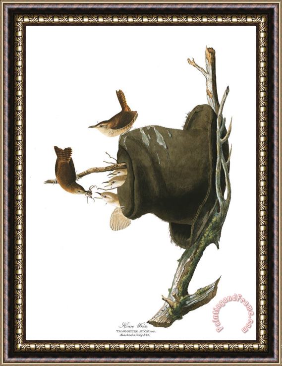 John James Audubon House Wren Framed Painting