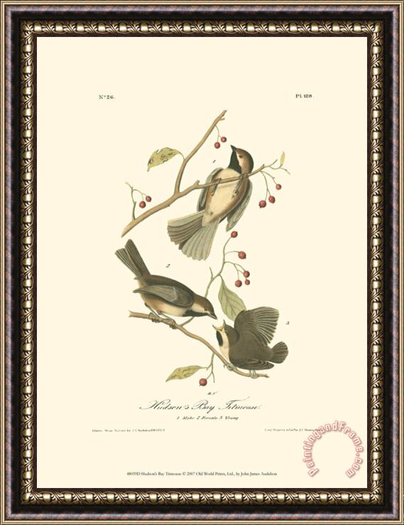 John James Audubon Hudson S Bay Titmouse Framed Print