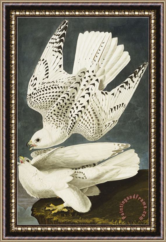 John James Audubon Iceland Or Jer Falcon Gyrfalcon Falco Rustiocolis From The Birds of America Framed Painting