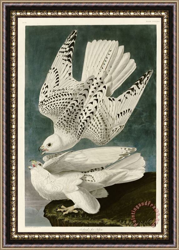 John James Audubon Iceland Or Jer Falcon Framed Print