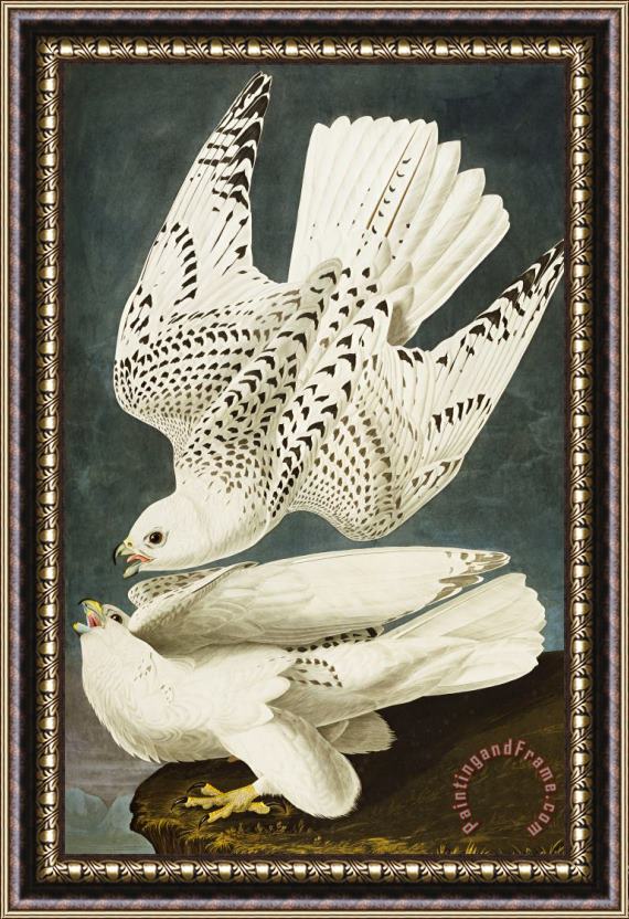 John James Audubon Iceland Or Jer Falcon Framed Painting