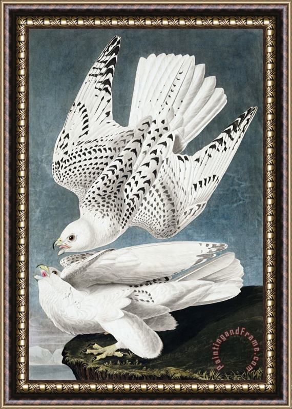 John James Audubon Iceland, Or Jer Falcon Framed Print