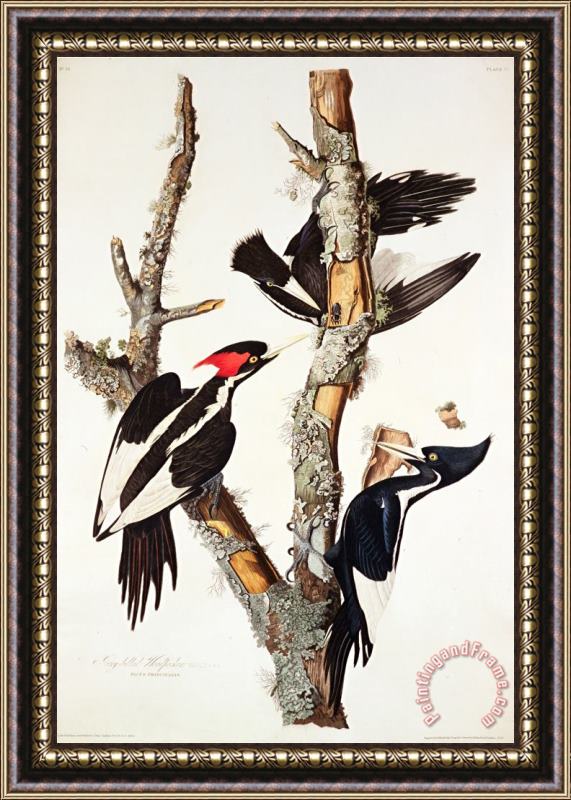 John James Audubon Ivory Billed Woodpecker 1829 Framed Print