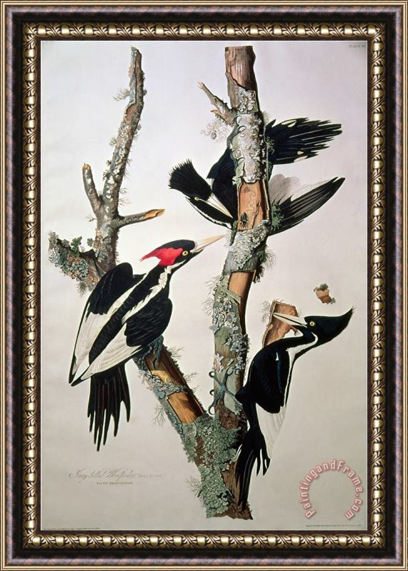 John James Audubon Ivory Billed Woodpecker From Birds of America 1829 Framed Painting