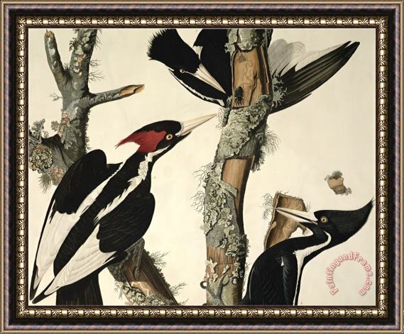John James Audubon Ivory Billed Woodpecker From Birds of America Engraved by Robert Havell Framed Painting