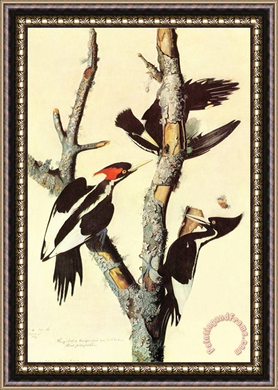 John James Audubon Ivory Billed Woodpecker Framed Painting