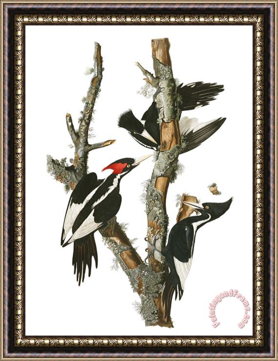 John James Audubon Ivory Billed Woodpecker Framed Print