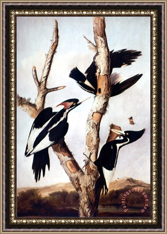 John James Audubon Ivory Billed Woodpeckers Framed Print