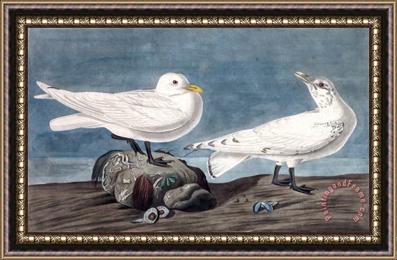 John James Audubon Ivory Gull Framed Print