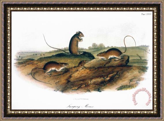 John James Audubon Jumping Mouse 1846 Framed Print