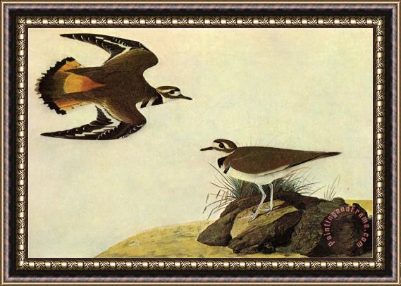 John James Audubon Killdeer Framed Print