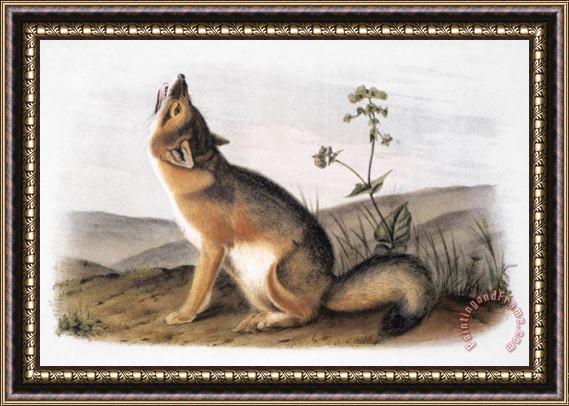 John James Audubon Kit Fox Vulpes Velox Framed Painting