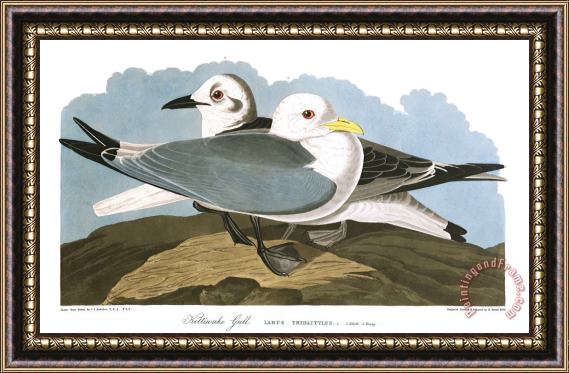 John James Audubon Kittiwake Gull Framed Painting