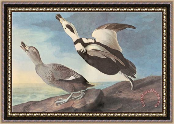 John James Audubon Labrador Duck Framed Painting
