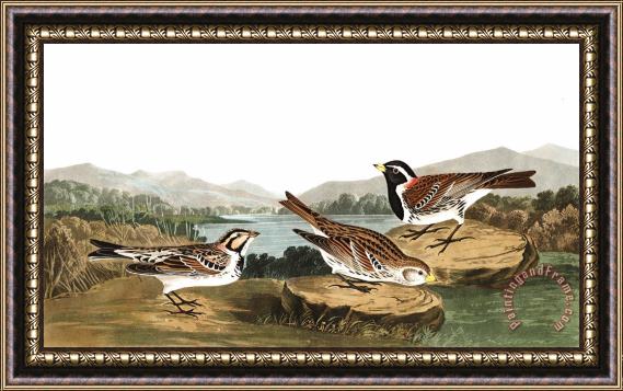 John James Audubon Lapland Long Spur Framed Painting