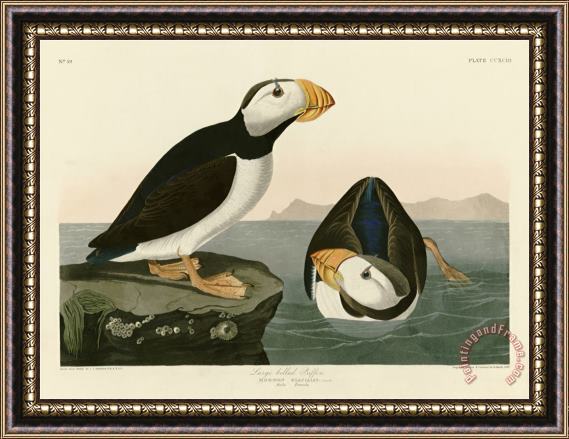 John James Audubon Large Billed Puffin Framed Painting