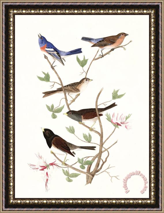 John James Audubon Lazuli Finch, Clay Coloured Finch, Oregon Snow Finch Framed Print