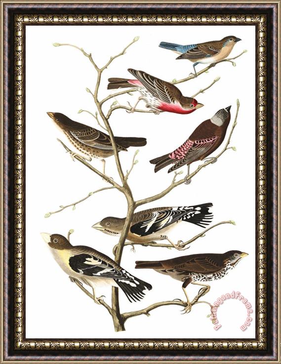 John James Audubon Lazuli Finch, Crimson Necked Bull Finch, Gray Crowned Linnet, Cow Pen Bird, Evening Grosbeak, Brown Longspur Framed Painting