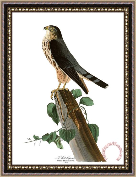 John James Audubon Le Petit Caporal Framed Painting