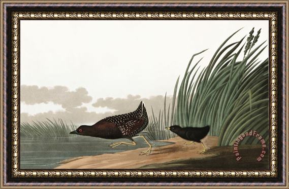 John James Audubon Least Water Hen Framed Print