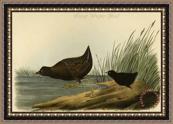 John James Audubon Least Water Rail Framed Painting