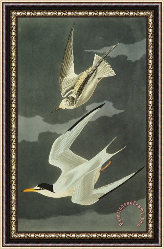 John James Audubon Lesser Tern Little Tern Sterna Albifrons From The Birds of America Framed Painting