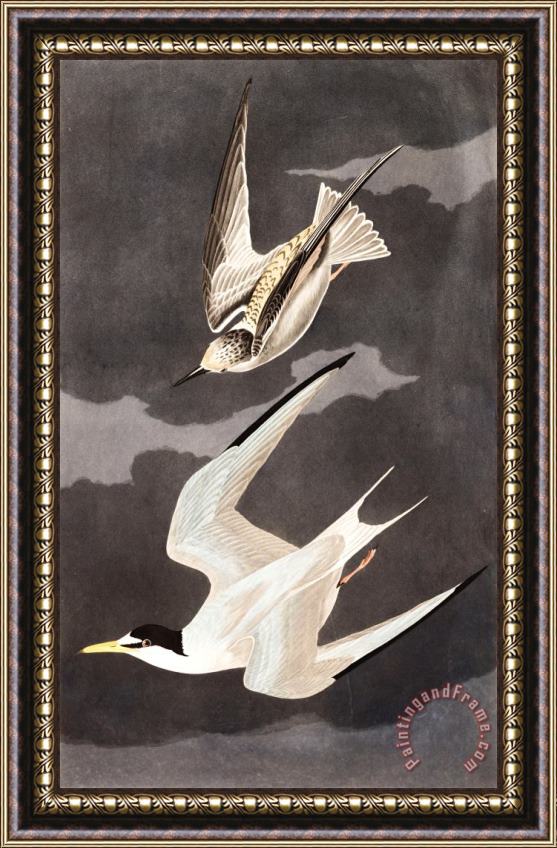 John James Audubon Lesser Tern Framed Print