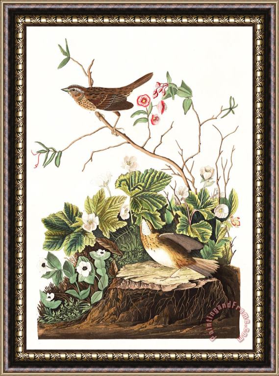 John James Audubon Lincoln Finch Framed Painting