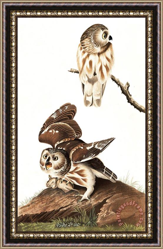 John James Audubon Little Owl Framed Painting
