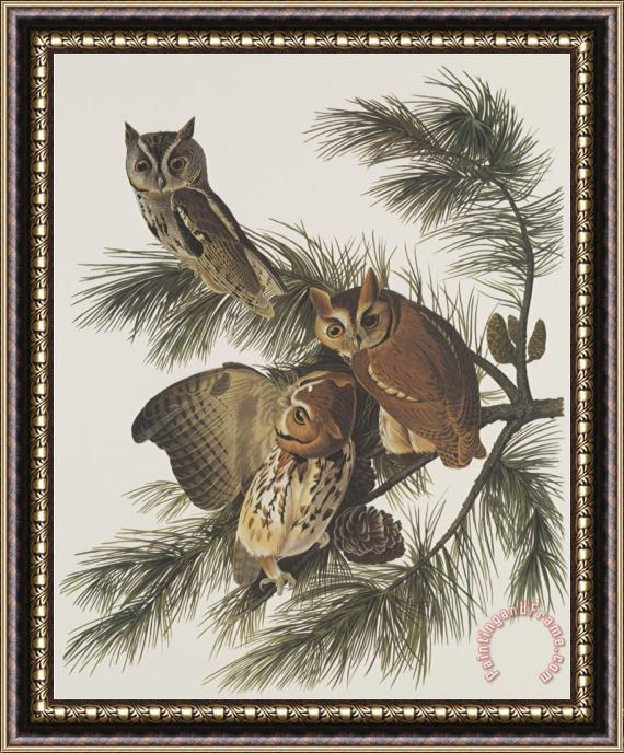 John James Audubon Little Screech Owl Or Mottled Owl Framed Painting