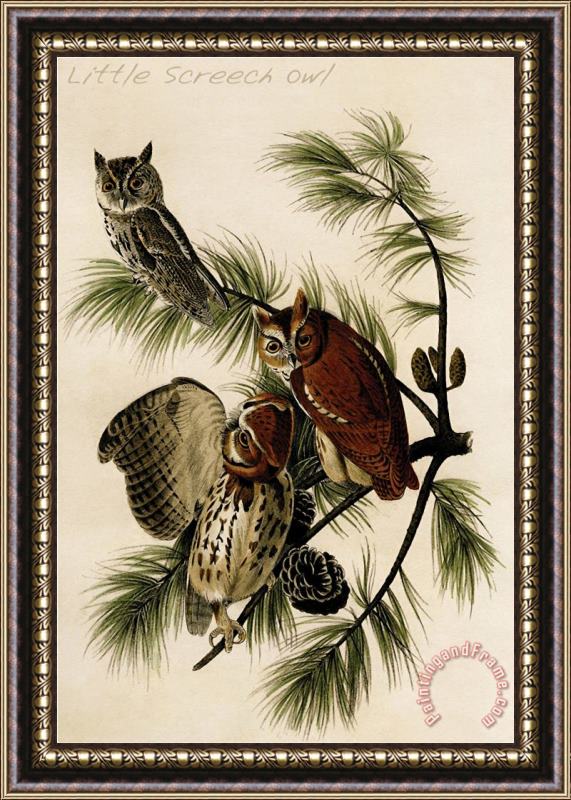 John James Audubon Little Screech Owl Framed Print