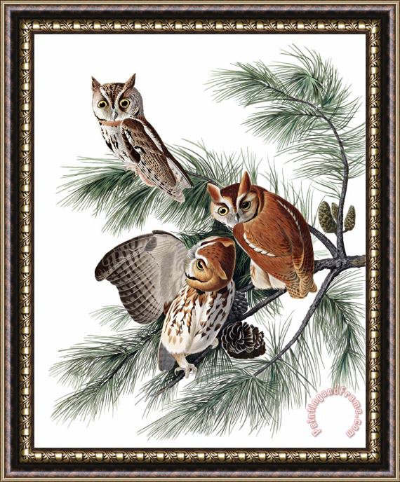 John James Audubon Little Screech Owl Framed Painting