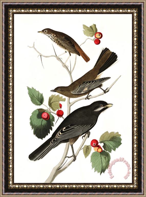 John James Audubon Little Tawny Thrush, Ptiliogony's Townsendi, Canada Jay Framed Print