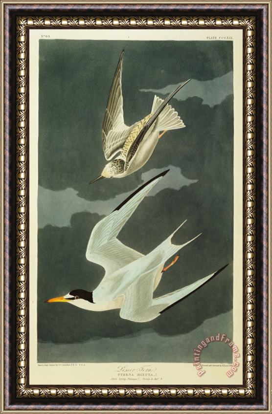 John James Audubon Little Tern Framed Painting