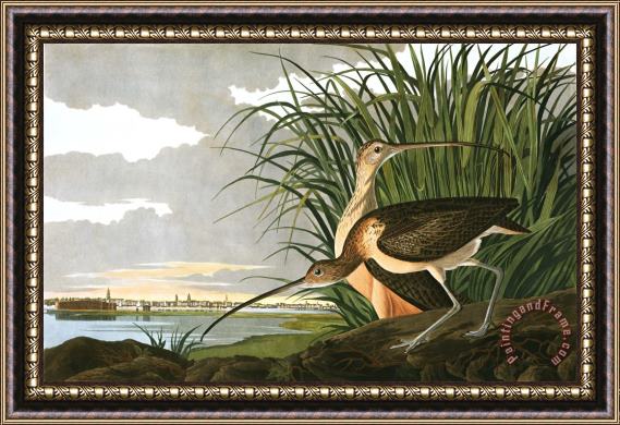 John James Audubon Long Billed Curlew Framed Print