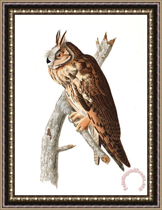 John James Audubon Long Eared Owl Framed Painting