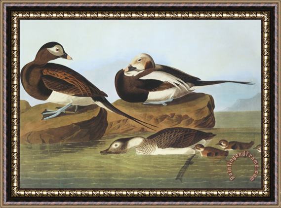 John James Audubon Long Tailed Duck Framed Painting