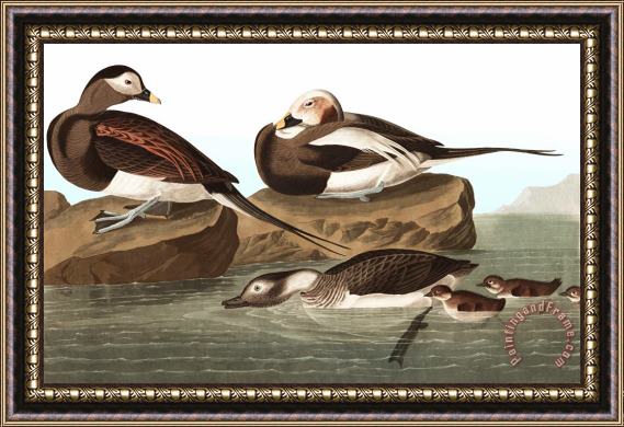 John James Audubon Long Tailed Duck Framed Painting